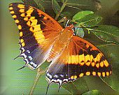 Foxy Emperor butterfly (Steve Woodhall)
